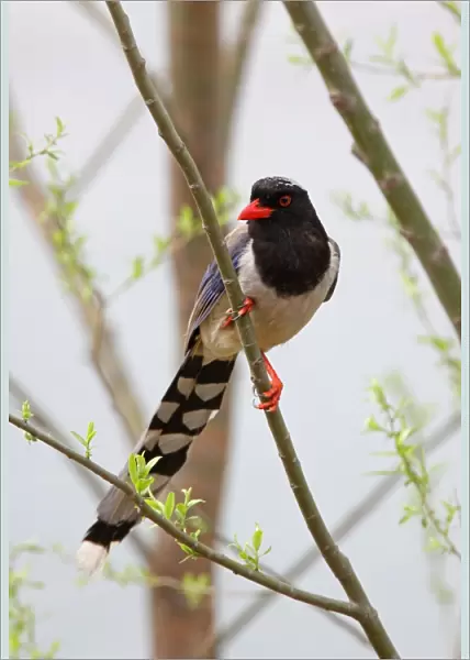 Red-billed Blue Magpie (Urocissa erythrorhyncha brevivexilla) adult, perched in tree, near Beijing, China, may