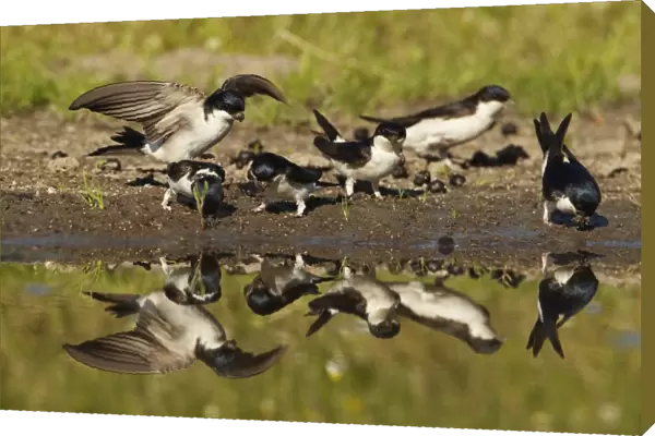 House Martin (Delichon urbica) six adults, group collecting mud for nesting material, at edge of puddle with reflection, Bulgaria