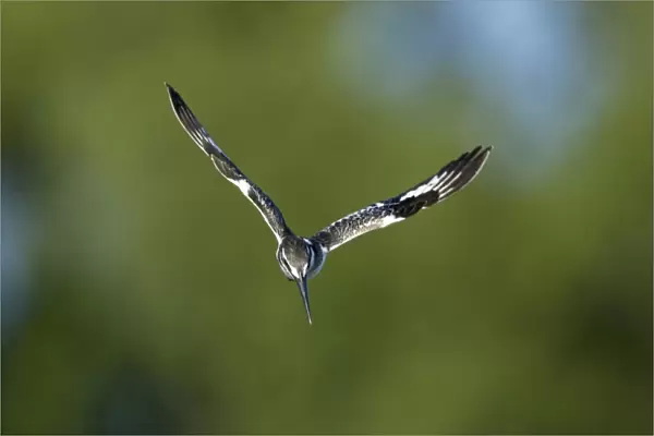 Pied Kingfisher (Ceryle rudis) adult, in hovering flight, about to dive, Okavango Delta, Botswana