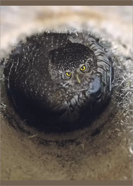 Eurasian Pygmy-owl (Glaucidium passerinum) adult, brooding chicks in nestbox, Finland, may