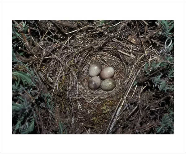 Crested Lark (Galerida cristata) nest with three Crested Lark eggs  /  1 Cuckoo egg