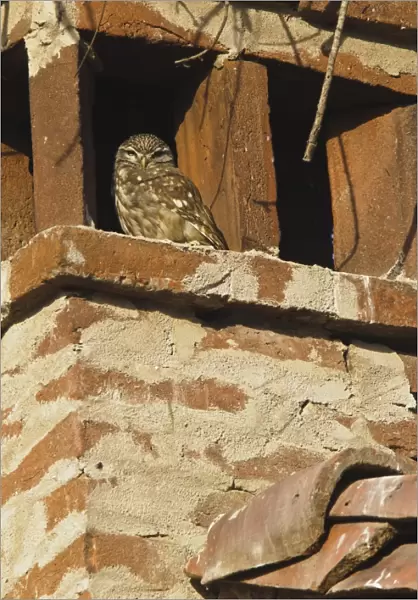 Little Owl (Athene noctua) adult, roosting on chimney, Italy