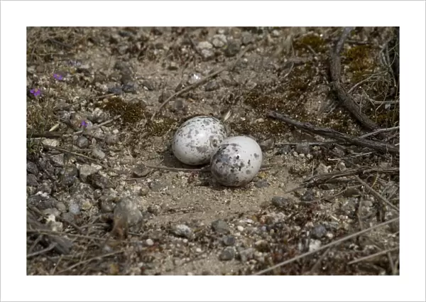 Red-necked Nightjar (Caprimulgus ruficollis) two eggs in nest, Extremadura, Spain, may