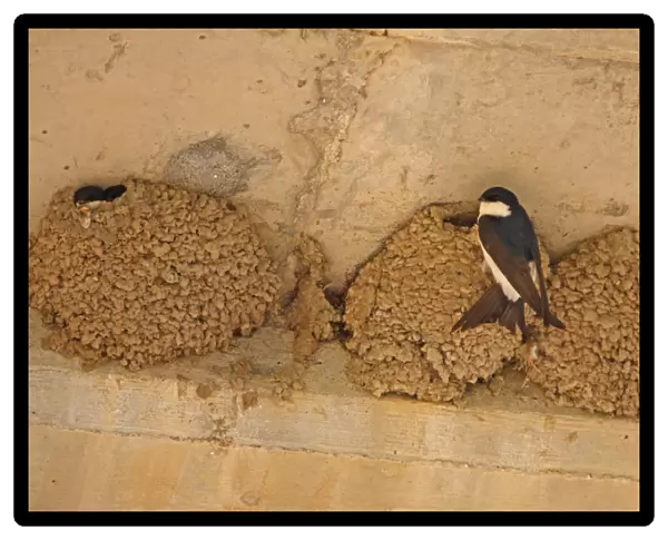 House Martin (Delichon urbica) adults, at nests built under road bridge, Algarve, Portugal, april