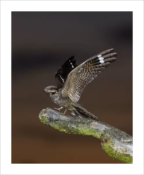 Eurasian Nightjar (Caprimulgus europaeus) adult male, with wings spread, standing on song post in heathland at dusk, North Norfolk, England, june