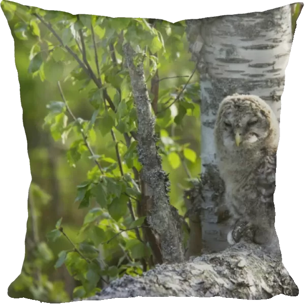 Ural Owl (Strix uralensis) mature chick, recently fledged, perched on branch in birch tree, Finland