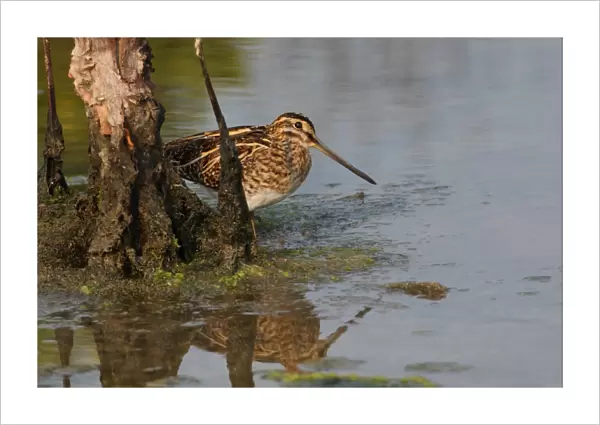 Pintail Snipe (Gallinago stenura) adult, standing beside dead tree in water, Thailand, february