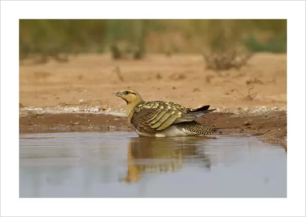Pin-tailed Sandgrouse (Pterocles alchata) adult male, drinking and wetting breast feathers at pool, Aragon, Spain, july