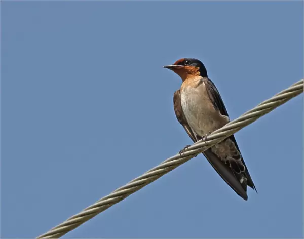 Pacific Swallow (Hirundo tahitica abbotti) adult, perched on overhead powerline, Ban Nai Chong, Thailand, february