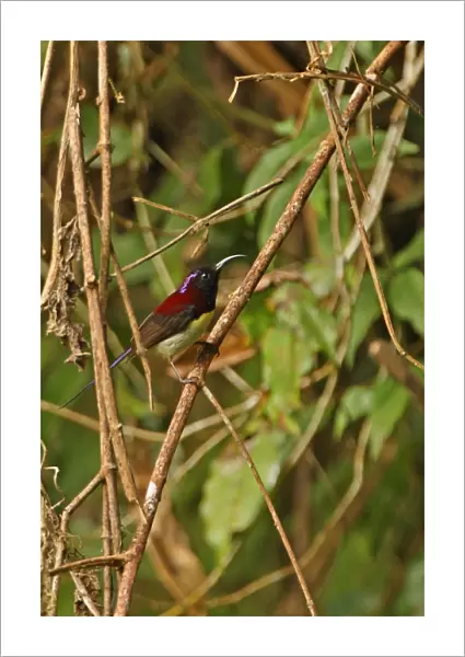Black-throated Sunbird (Aethopyga saturata) adult male, perched on twig, Kaeng Krachan N. P. Thailand, november