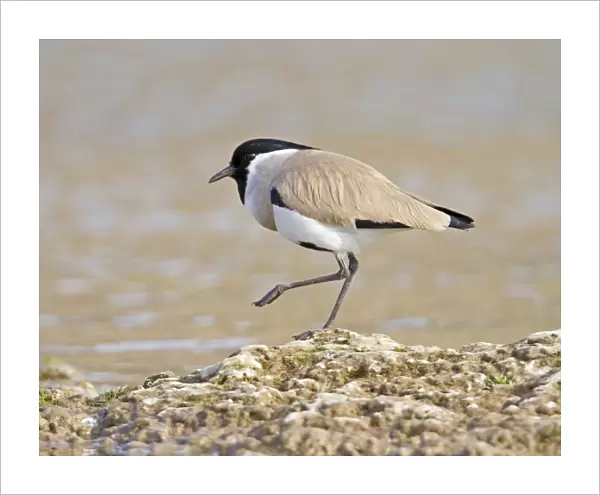 River Lapwing (Vanellus duvaucelii) adult, standing at edge of water, Chambal River, Rajasthan, India, january
