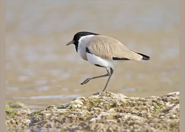 River Lapwing (Vanellus duvaucelii) adult, standing at edge of water, Chambal River, Rajasthan, India, january