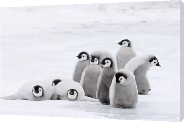 Emperor Penguin (Aptenodytes forsteri) chicks, group in colony on sea ice, Snow Hill Island, Antarctica, november