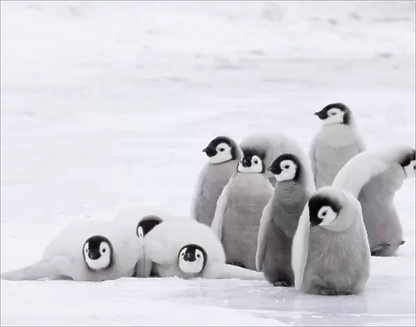 Emperor Penguin (Aptenodytes forsteri) chicks, group in colony on sea ice, Snow Hill Island, Antarctica, november