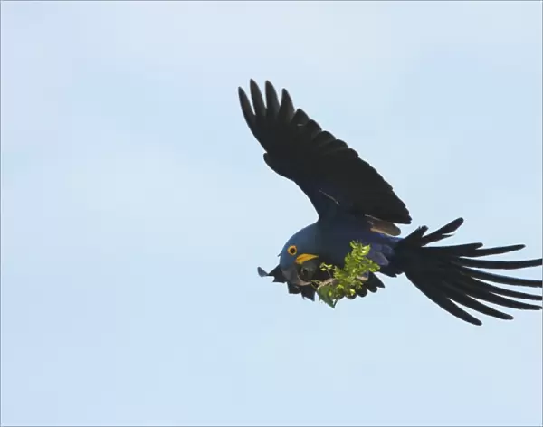 Hyacinth Macaw (Anodorhynchus hyacinthinus) adult, in flight, collecting plant material to line nest, Transpantaneira