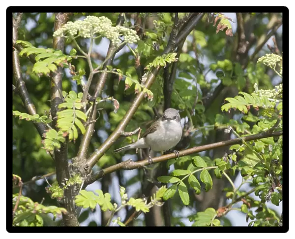 Lesser Whitethroat (Sylvia curruca) adult, perched on branch, Suffolk, England, april