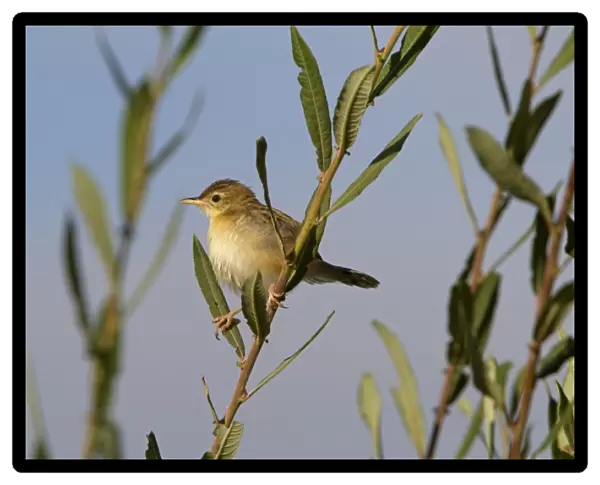 Fan-tailed Warbler (Cisticola juncidis) adult, perched on stem, Extremadura, Spain, september
