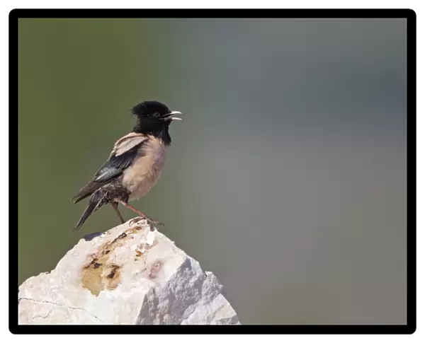 Rose-coloured Starling (Sturnus roseus) adult male, singing, perched on rock, Bulgaria, may
