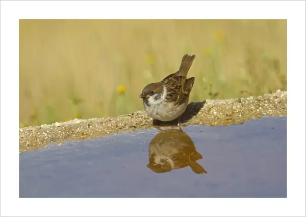 Eurasian Tree Sparrow (Passer montanus) juvenile, drinking at pool with reflection, Spain, june