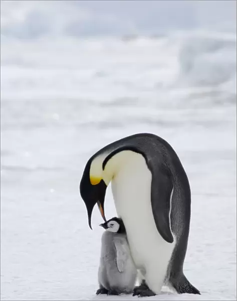 Emperor Penguin (Aptenodytes forsteri) adult with young chick, standing on ice, Snow Hill Island, Weddell Sea, Antarctica
