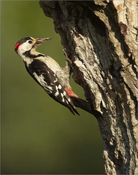 Syrian Woodpecker (Dendrocopos syriacus) adult male, with insects in beak, at nesthole in tree trunk, Bulgaria