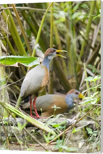 Grey-necked Wood-rail (Aramides cajanea) two adults, calling, in lowland tropical forest, Tikal N. P. Peten, Guatemala