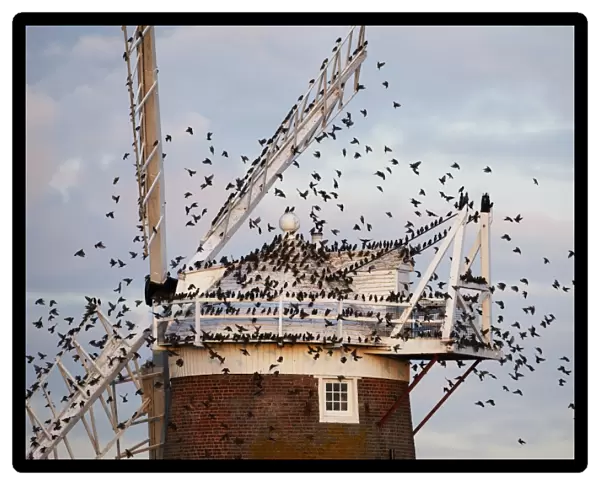 Common Starling (Sturnus vulgaris) flock, in flight, arriving at roost on windmill, Cley Windmill, Cley, Norfolk, England, october