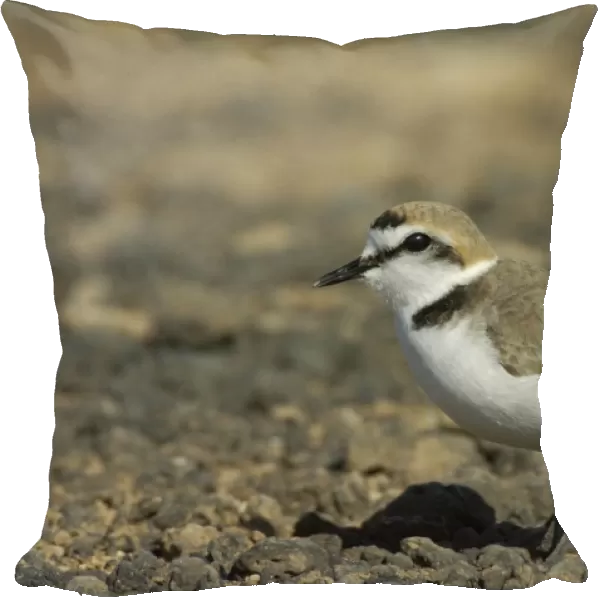 Kentish Plover (Charadrius alexandrinus) adult male, summer plumage, standing on stony ground, Fuerteventura, Canary Islands, march