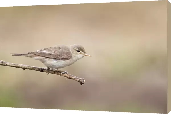 Eastern Olivaceous Warbler (Hippolais pallida) adult, perched on twig, Bulgaria, may