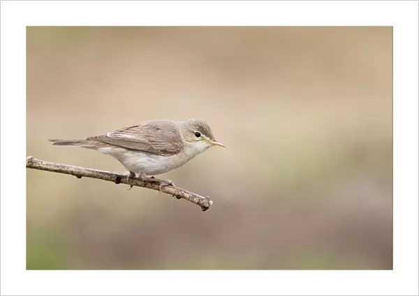 Eastern Olivaceous Warbler (Hippolais pallida) adult, perched on twig, Bulgaria, may