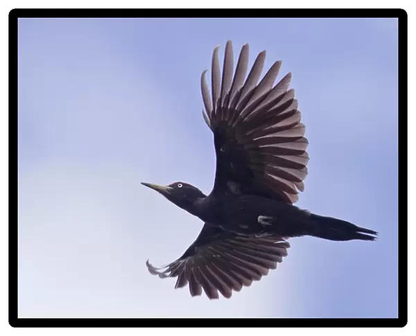 Black Woodpecker (Dryocopus martius) adult male, in flight, Finland, june