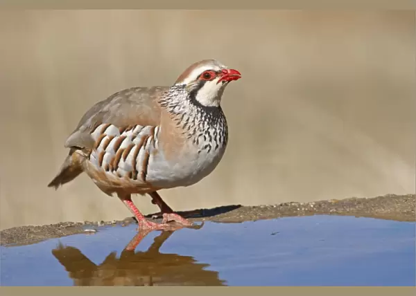 Red-legged Partridge (Alectoris rufa) adult, drinking, standing at edge of water, Northern Spain, july