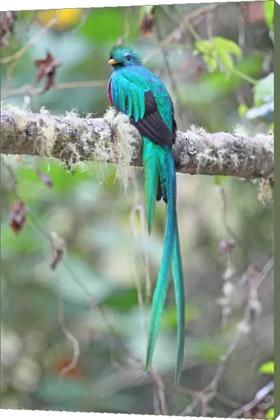 Resplendent Quetzal (Pharomachrus mocinno) adult male, perched on branch, Costa Rica, february