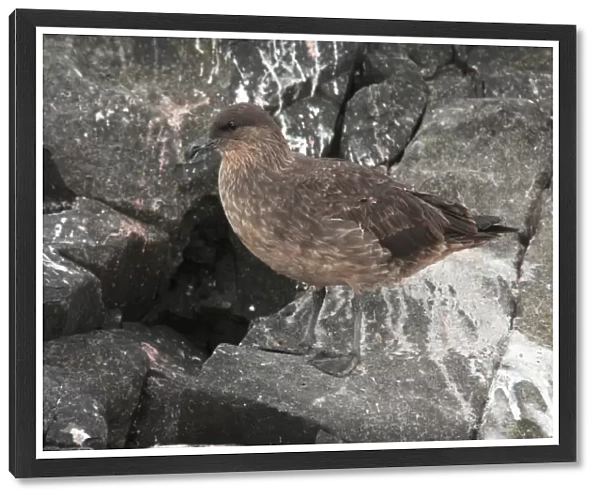 Chilean Skua (Catharacta chilensis) adult, standing on rock, Ushuaia, Tierra del Fuego, Argentina, december