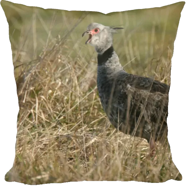 Southern Screamer (Chauna torquata) adult male, calling, standing in grass, General Lavalle, Buenos Aires Province, Argentina, august