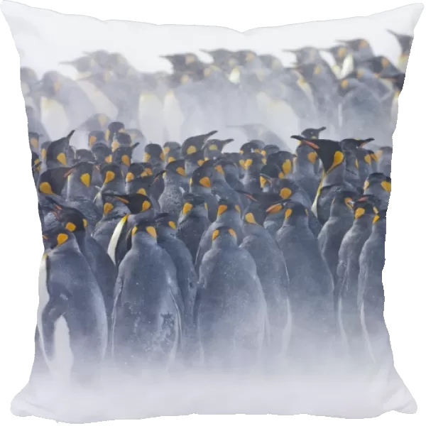 King Penguin (Aptenodytes patagonicus) colony, huddled together during snowstorm, Right Whale Bay, South Georgia