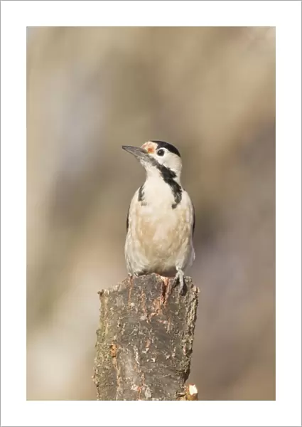 Syrian Woodpecker (Dendrocopos syriacus) adult, perched on stump, Bulgaria, january