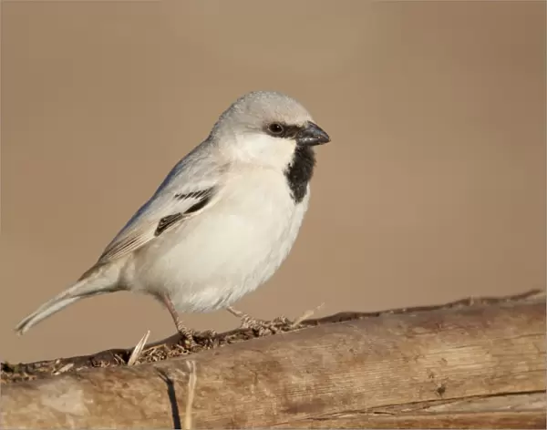 Desert Sparrow (Passer simplex) adult male, perched on wooden camel feeder, Erg Chebbi, Morocco, february