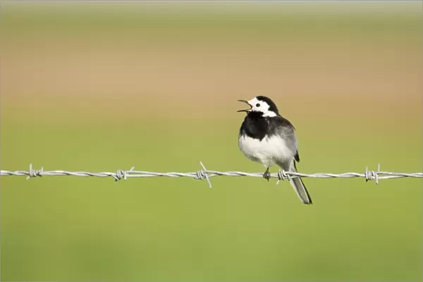 Pied Wagtail (Motacilla alba yarrellii) adult male, singing, perched on barbed wire, Norfolk, England, spring