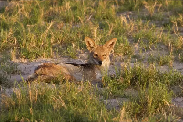 Black-backed Jackal (Canis mesomelas) adult, resting on ground in evening sunlight, Okavango Delta, Botswana