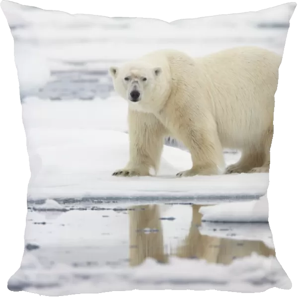 Polar Bear (Ursus maritimus) adult, standing on pack ice, Svalbard