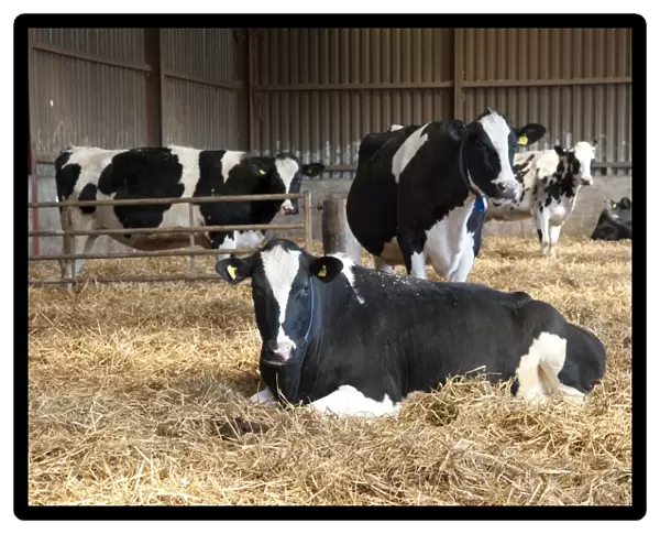 Domestic Cattle, Holstein Friesian type dairy cows, herd in straw yard, on organic farm, Shropshire, England, march