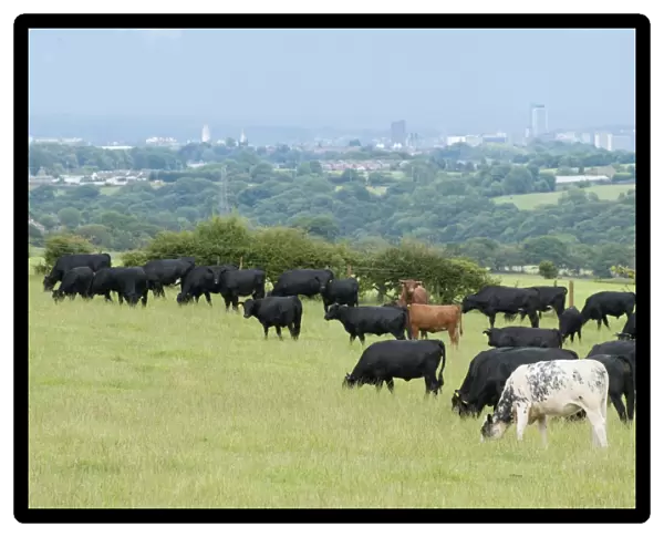 Domestic Cattle, Dexter, British Blue and Aberdeen Angus beef herd, grazing in pasture, with city in distance, Bradford, West Yorkshire, England, july
