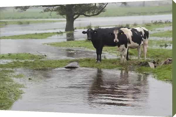 Domestic Cattle, Holstein heifers, two standing in flooded pasture, River Loud, Chipping, Lancashire, England, october