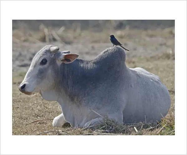 Domestic Cattle, Zebu (Bos indicus) adult, resting, with Black Drongo (Dicrurus macrocercus) adult, perched on back, Northern India, january