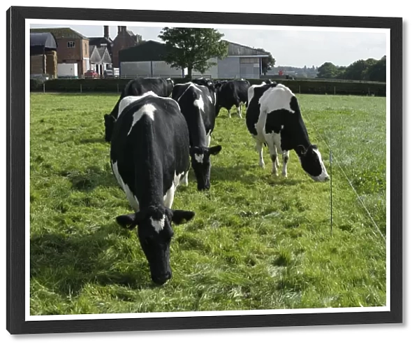 Domestic Cattle, British Friesian, cows, herd strip grazing pasture, Staffordshire, England, september