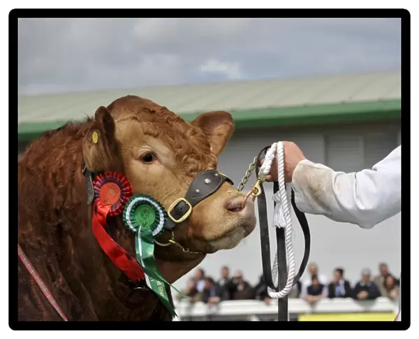 Domestic Cattle, Limousin bull, close-up of head, show champion with rosettes, on halter held by stockman, Royal Highland Show, Ingliston, Edinburgh, Scotland, june 2011