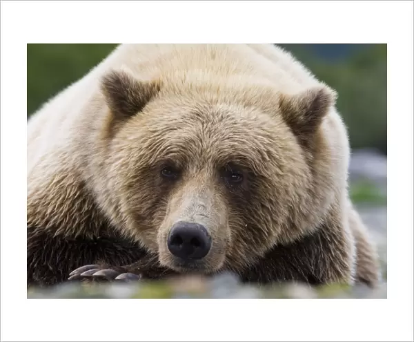 Grizzly Bear (Ursus arctos horribilis) adult, close-up of head, resting, Katmai N. P. Alaska, U. S. A. august