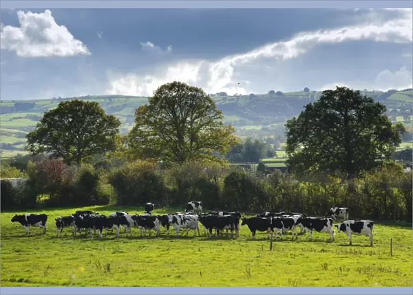 Domestic Cattle, Holstein Friesian dairy cows, herd waiting on pasture to come in for milking, in rural landscape, Chirbury, Bucknell, Shropshire, England, october