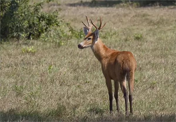 Marsh Deer (Blastocerus dichotomus) adult male, standing in savannah, Pantanal, Mato Grosso, Brazil